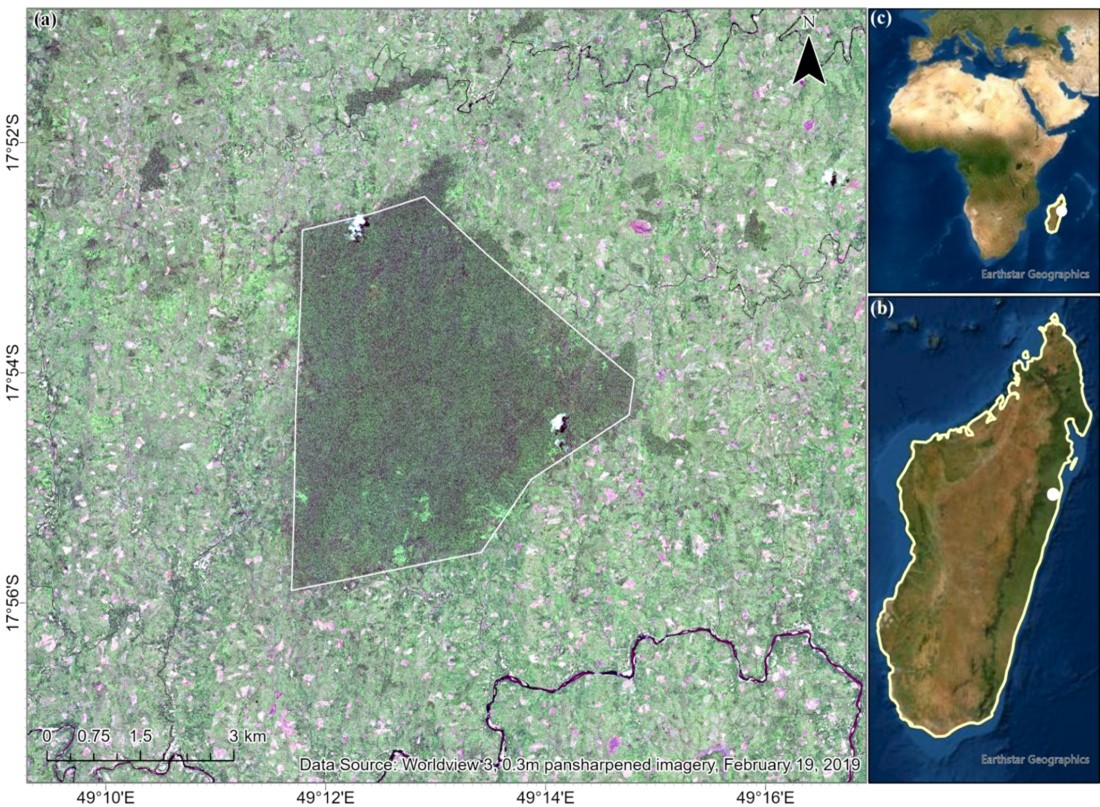 Forest Conservation with AI