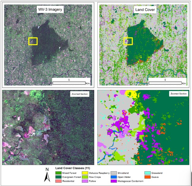 Forest Conservation with AI
